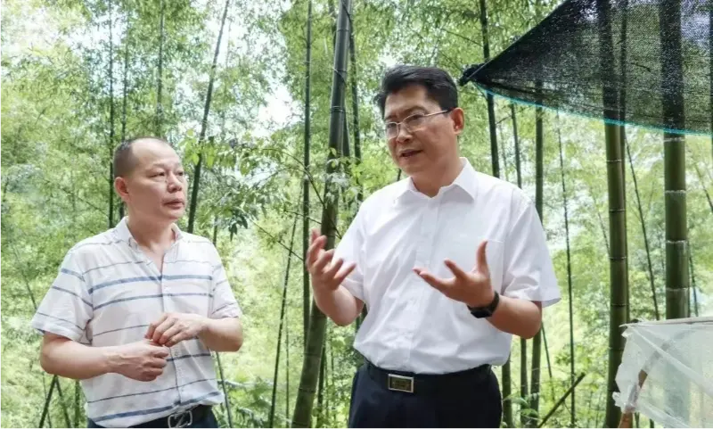 Liu Shuo, секретар на общинския партиен комитет на Pingxiang, инспектира базата за засаждане на Anoectochilus