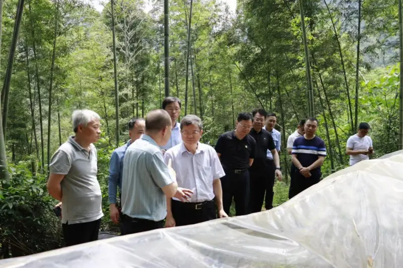 Лиу Шурен, директор на отдела за развитие и реформи на Националната администрация по горите и пасищата, проучва базата за засаждане на Anxin Shibawan Anoectochilus