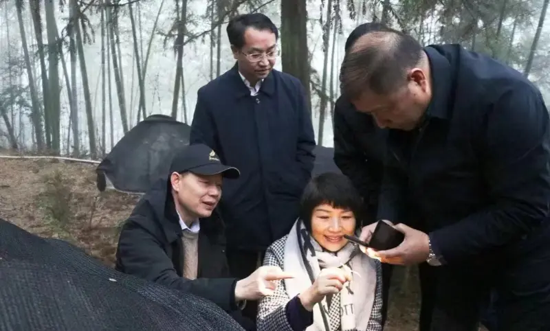 Lu Xiaoqing, бивш председател на Jiangzhong Pharmaceutical и настоящ член на постоянния комитет на партийния комитет на провинция Дзянси и директор на отдела за реклама, инспектира нашата база за засаждане