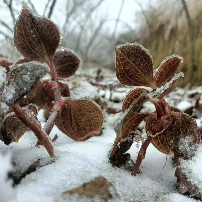 Органично култивиран премиум изсушен Anoectochilus Roxburghii